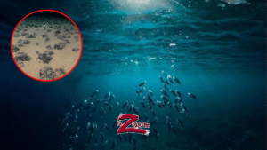 Descubren que el fondo marino produce su propio &ldquo;ox&iacute;geno oscuro&rdquo;