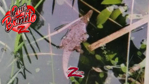 Misterioso &ldquo;monstruo salvaje&rdquo; resulta ser un cocodrilo de juguete