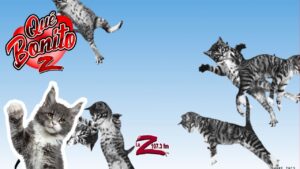 &iquest;Una p&aacute;gina donde solo hay gatitos?