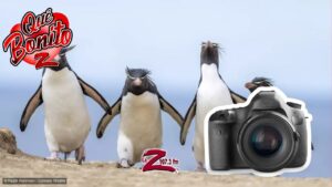 Concurso de las fotos m&aacute;s divertidas de animales