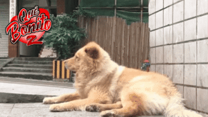 Perro espera todos los días 12 horas en la estación a que su dueño vuelva del trabajo