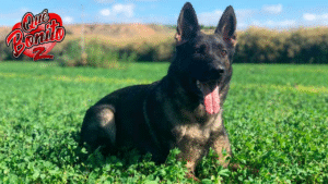 Un gran homenaje canino: Un pastor transforma su auto en un perro ovejero