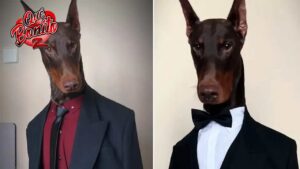 El d&oacute;berman modelo que causa sensaci&oacute;n en las redes sociales