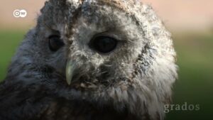 A por el ratón vinticultores crían lechuzas