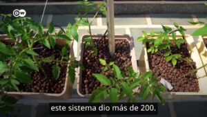 DW Agricultura hidropónica