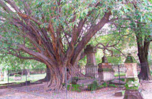 &Aacute;rbol del vampiro: La misteriosa leyenda en Guadalajara