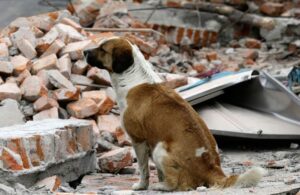 Albergues y centros de acopio para perros