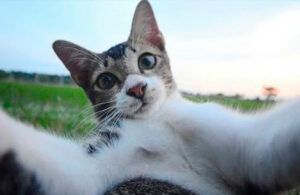 D&iacute;a Internacional del Gato: &iquest;Por qu&eacute; se festeja el d&iacute;a de hoy?