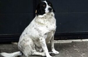 Kupata, el perro callejero de Georgia que se ha vuelto famoso