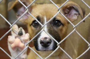Adopciones de perritos y gatitos se fortalecen con la pandemia