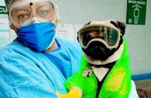 Harley, el perrito que ayuda al personal de salud que lucha contra el COVID-19