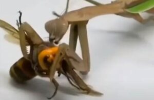 ¡La pelea del año! Mantis religiosa vs Avispón asesino ¿Quién ganó?