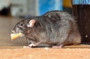 Aumento de RATAS AGRESIVAS son resultado de la pandemia