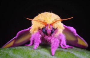 Mariposa rosada del arce, el insecto que parece un algodón de azúcar