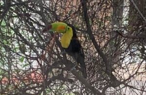 #&Uacute;ltimaHora: &iexcl;Ayudemos a encontrar a #MarianoElTuc&aacute;n!