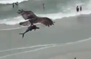 &iexcl;Impresionante! Captan en video a &aacute;guila pescadora atrapando a tibur&oacute;n