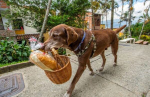 Asaltan a perrito que trabaja como repartidor de comida&nbsp;