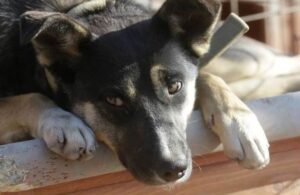 Tras escasez de alimentos, en Corea del Norte empezar&aacute;n a distribuir perros