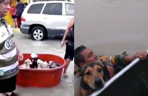Conmueve imagen de personas salvaguardando a perritos tras paso del hurac&aacute;n Hanna