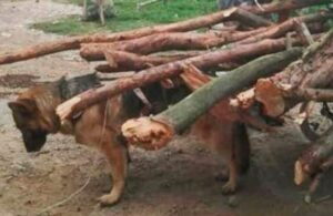 Buscan a perrito maltratado y explotado en Estado de M&eacute;xico