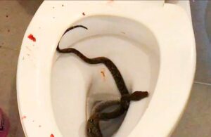 &iexcl;Qu&eacute; dolor! Serpiente muerde a joven mientras &eacute;ste hac&iacute;a sus necesidades