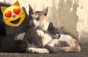 Video: Gatita se viraliza por cuidar a su cría con discapacidad