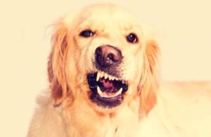 Estudio demuestra que perritos detectan la maldad en las personas