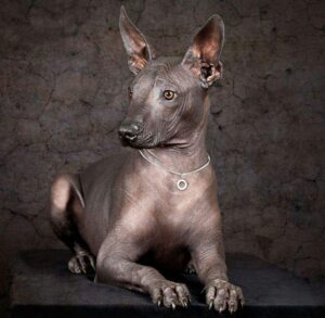 Xoloitzcuintle se convierte en el nuevo s&iacute;mbolo de la CDMX