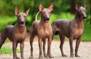 Xoloitzcuintle se convierte en el nuevo símbolo de la CDMX