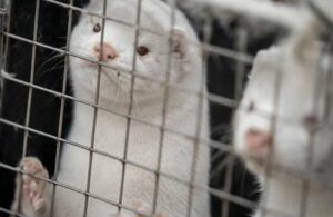 No m&aacute;s sacrificios de visones, con vacuna, Rusia les salvar&aacute; la vida