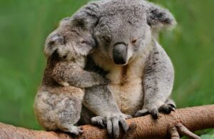 Koala es declarado funcionalmente extinto en Australia