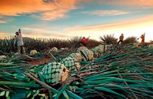 Mezcal: 7 datos que te har&aacute;n todo un conocedor del elixir de los dioses