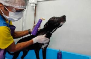 Video: Perrito callejero lesionado llega solo al veterinario en busca de ayuda