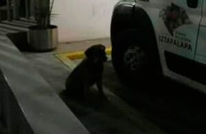 &iexcl;Conmovedor! Perrito persigue ambulancia que trasladaba a su due&ntilde;o a un hospital