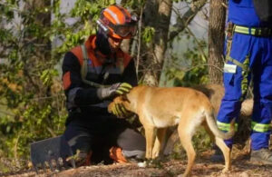 Piden ayuda en redes sociales para alimentar a los animales que bajan de la Sierra de Nuevo Le&oacute;n