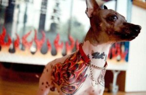 Presentan iniciativa para prohibir tatuajes y piercing est&eacute;ticos en animales