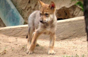 Nace camada de 5 lobos mexicanos en Zool&oacute;gico de Chapultepec
