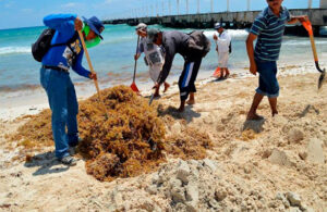 "Sargazot&oacute;n", la iniciativa que da cerveza y comida a cambio de recolecci&oacute;n de sargazo en Cozumel  