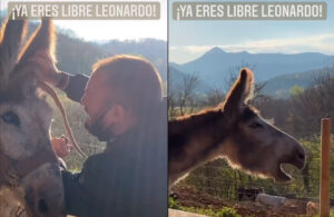 Burro rebuzna de felicidad al ser puesto en libertad. ¡Mira su reacción!
