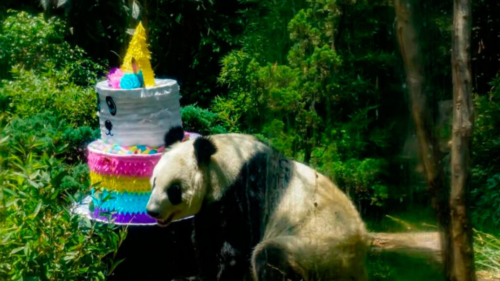 &iexcl;Qu&eacute; triste! Muri&oacute; Shuan Shuan, la panda gigante m&aacute;s longeva de M&eacute;xico