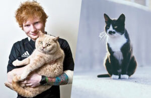 Ainoshima, la isla donde hay m&aacute;s gatos que humanos, y &iquest;Ed Sheeran?