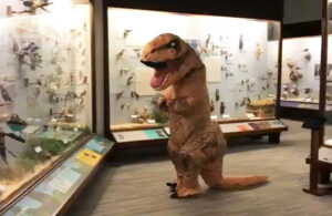 VIDEO: Dinosaurio aprovecha coronavirus para pasearse en un museo