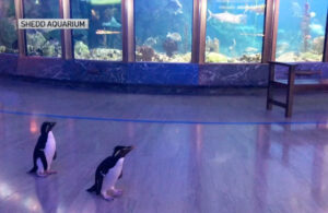 VIDEO: Ping&uuml;inos aprovechan cuarentena para pasear por todo el acuario