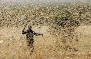 &iexcl;Ya p&aacute;rale 2020! Ahora hay una plaga de langostas que va por Am&eacute;rica del Sur