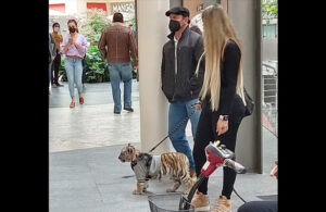 Pasean a un tigre en una plaza de la CDMX &iexcl;No es broma!