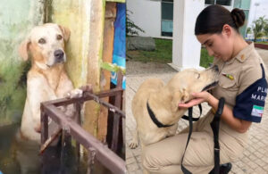 VIDEO: Perrito rescatado en Tabasco será adoptado por SEMAR y ¡tú puedes ponerle el nombre!