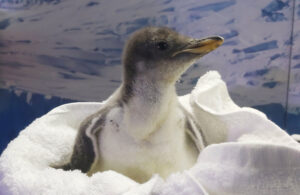 VIDEO: ¡Nace el primer pingüino chilango!