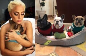 Secuestro a perros de Lady Gaga