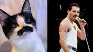 Gatita se hace viral en redes por su parecido con Freddie Mercury