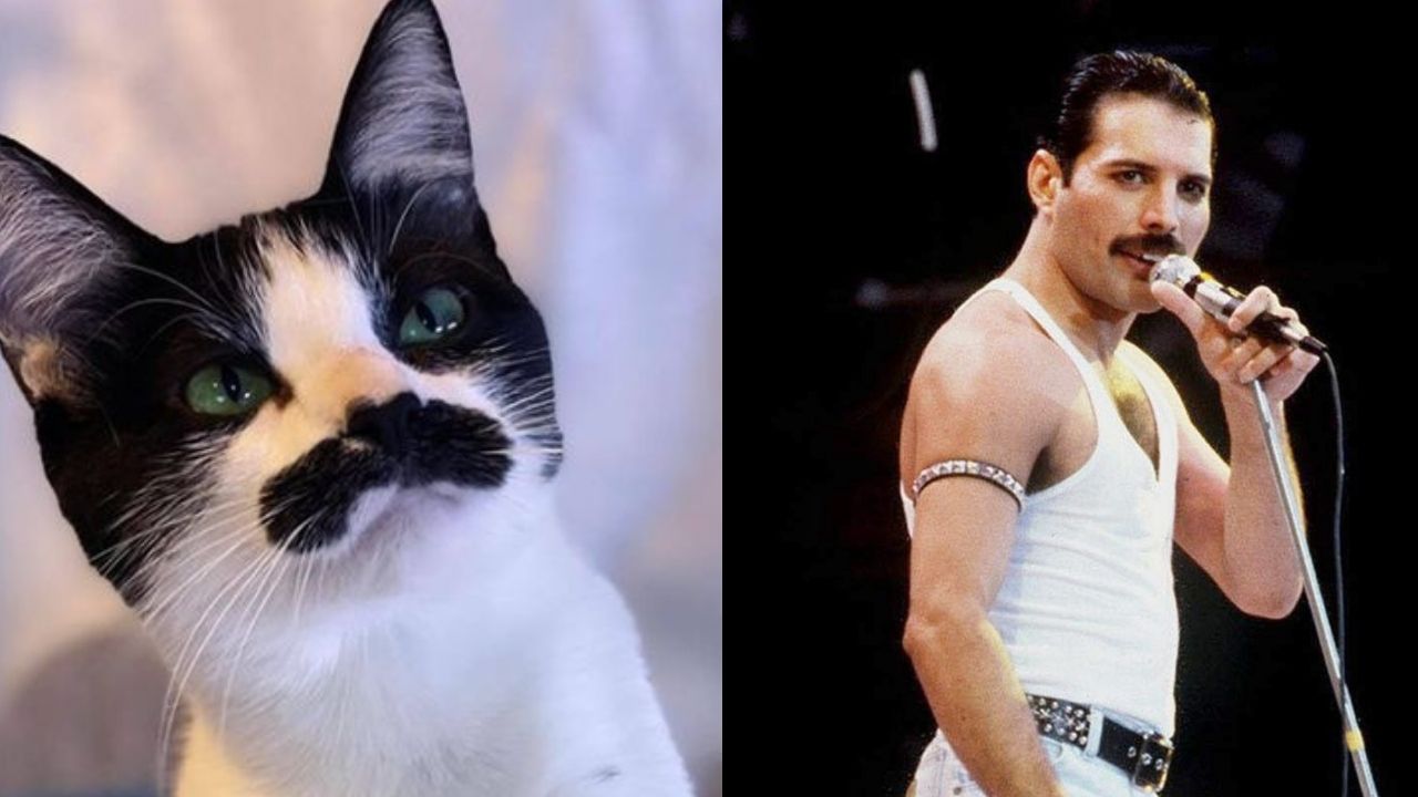 Gatita se hace viral en redes por su parecido con Freddie Mercury
